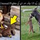 15 Unexpected Animal Fights Caught On Camera | جانوروں کی انوکھی لڑائیاں | Haider Tv