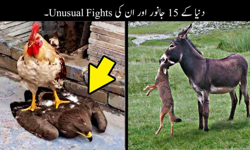 15 Unexpected Animal Fights Caught On Camera | جانوروں کی انوکھی لڑائیاں | Haider Tv