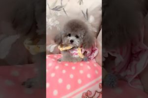 Cute Puppies Doing Funny Things, Cutest Puppies in Tiktok 2022 #Short3162