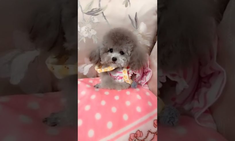 Cute Puppies Doing Funny Things, Cutest Puppies in Tiktok 2022 #Short3162