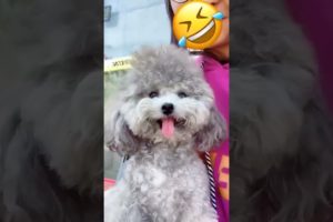 Cute Puppies Doing Funny Things, Cutest Puppies in Tiktok 2022 #Short3095
