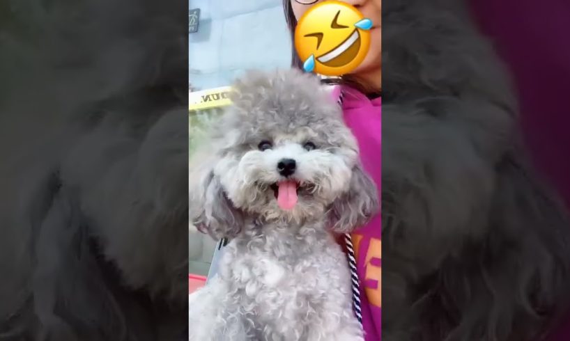 Cute Puppies Doing Funny Things, Cutest Puppies in Tiktok 2022 #Short3095