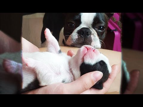 AWW CUTE BABY ANIMALS - Funny and cute moments of animal loving family - OMG Soo Cute #3