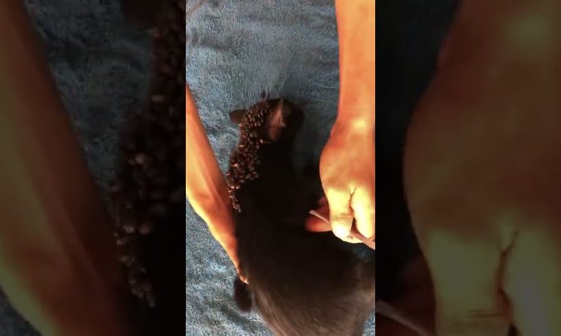 Remove Ticks From Cute Kitten
