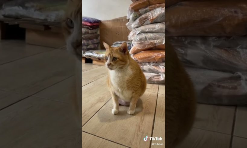 Ultimate Cutest PUPPIES & Happiest Pet of TikTok Compilation 2022