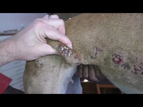 Removing Monster Mango worms From Helpless Dog! Animal Rescue Video 2022 #38