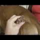 Removing Monster Mango worms From Helpless Dog ! Animal Rescue Video 2022 #16