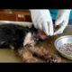 Removing Monster Mango worms From Helpless Dog! Animal Rescue Video 2022 #37