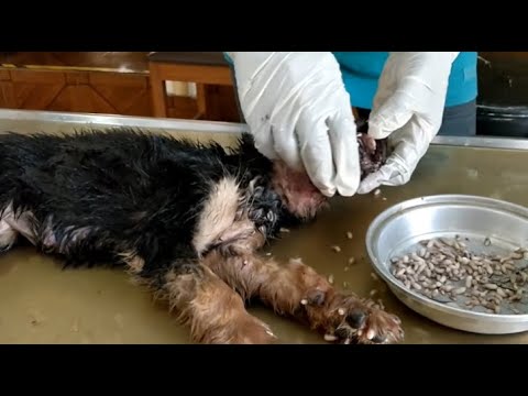 Removing Monster Mango worms From Helpless Dog! Animal Rescue Video 2022 #37