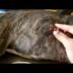 Removing Monster Mango worms From Helpless Dog! Animal Rescue Video 2022 #39