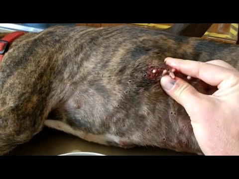Removing Monster Mango worms From Helpless Dog! Animal Rescue Video 2022 #39