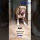 Baby Pitbull Dogs 🥰 Ultimate Cutest PUPPIES Pitbull Dogs❤️ #Pitbull #Shorts #FunnyDogs