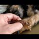 Removing Monster Mango worms From Helpless Dog! Animal Rescue Video 2022 #35