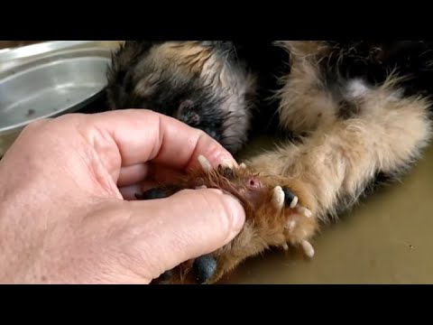 Removing Monster Mango worms From Helpless Dog! Animal Rescue Video 2022 #35