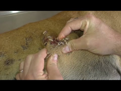 Removing mango worms from helpless dog - Rescue Videos 2022 #19