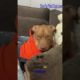 Pitbull Videos ❤️ Ultimate Cutest PUPPIES Pitbull Dogs🥰 #Pitbull #Shorts #FunnyDogs