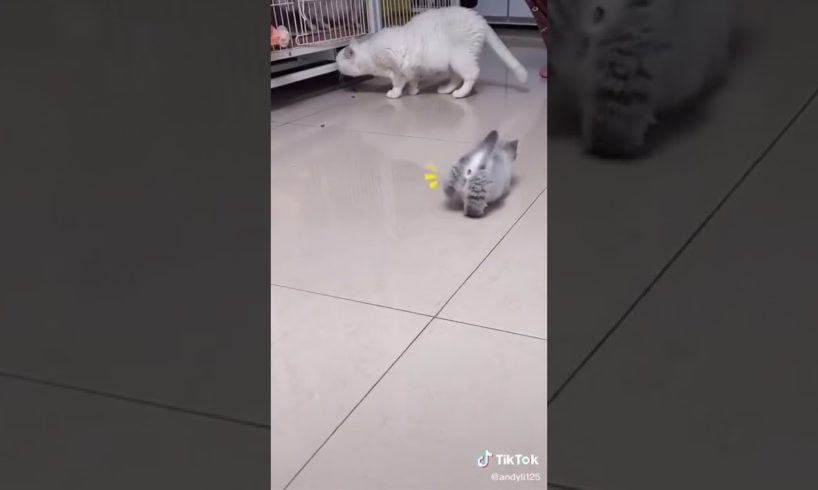 Ultimate Cutest PUPPIES & Happiest Pet of TikTok Compilation 2022