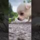 Dogs On TikTok | Dogs Doing Funny Things | Cutest Puppies TIKTOK Compilation 2022 | #tiktok #dogs