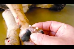 Removing Monster Mango worms From Helpless Dog ! Animal Rescue Video 2022 #23