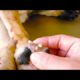 Removing Monster Mango worms From Helpless Dog ! Animal Rescue Video 2022 #23