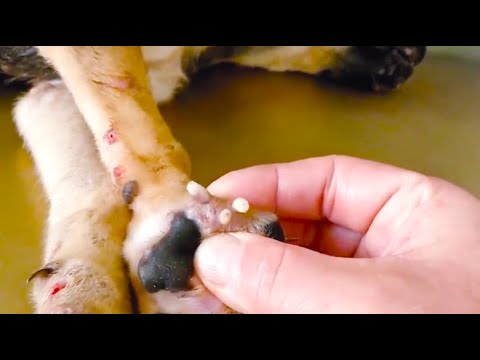 Removing Monster Mango worms From Helpless Dog ! Animal Rescue Video 2022 #23