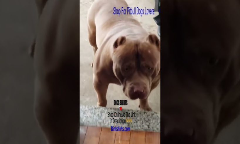 Funny Pitbull ❤️ Ultimate Cutest PUPPIES Pitbull Dogs🐶 #Pitbull #Shorts #FunnyDogs