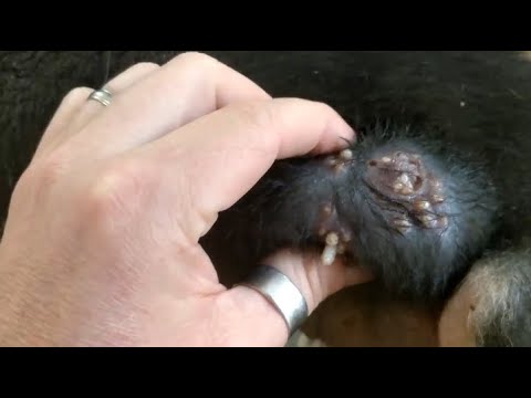 Removing mango worms from helpless dog - Rescue Videos 2022 #20