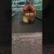 Dogs On TikTok | Dogs Doing Funny Things | Cutest Puppies TIKTOK Compilation 2022 | #tiktok #dogs