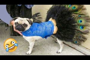 Funniest Dogs And Cats Ever 🐧 - Best Funny Animal Videos Of The 2022 - Funny animals #5