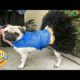 Funniest Dogs And Cats Ever 🐧 - Best Funny Animal Videos Of The 2022 - Funny animals #5