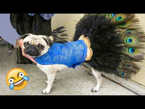 Funniest Dogs And Cats Ever 🐧 - Best Funny Animal Videos Of The 2022 - Funny animals #5