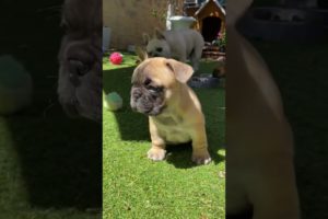 Cute Frenchie Videos 🤣 Ultimate Cutest PUPPIES Frenchie Dogs🐶 #Frenchie #Shorts #FunnyDogs