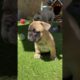 Cute Frenchie Videos 🤣 Ultimate Cutest PUPPIES Frenchie Dogs🐶 #Frenchie #Shorts #FunnyDogs