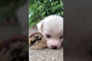 Funny Dogs of TikTok Compilation 🥺🥰🥰 Cutest Puppies 😅😅😅