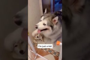 Funny Dogs of TikTok Compilation 🥰🥰🥰 Cutest Puppies 🥺🥰