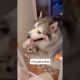 Funny Dogs of TikTok Compilation 🥰🥰🥰 Cutest Puppies 🥺🥰
