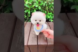 Funny Dogs of TikTok Compilation 🥰Cutest Puppies 🥰
