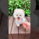 Funny Dogs of TikTok Compilation 🥰Cutest Puppies 🥰