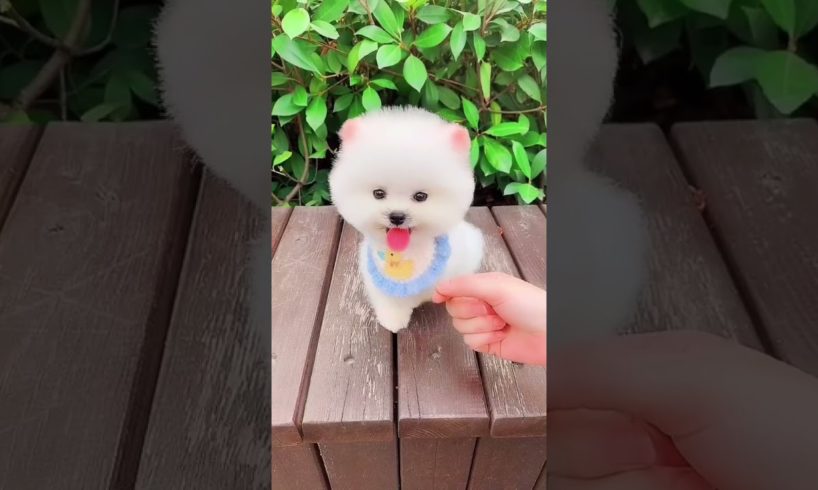 Funny Dogs of TikTok Compilation 🥰Cutest Puppies 🥰