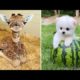 Baby Animals 🔴 30 Minutes of Funny Cats and Dogs Videos 2022 Perros y Gatos Recopilación #5