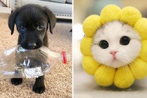 Baby Animals 🔴 30 Minutes of Funny Cats and Dogs Videos 2022 Perros y Gatos Recopilación #2