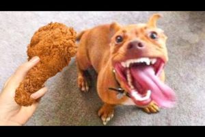 Funniest Dogs And Cats Ever 🐧 - Best Funny Animal Videos Of The 2022 - Funny animals #6