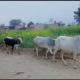 natural animal meeting|cow bull and buffalo|#hybridmating|#crossmeeting