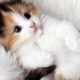 cute kitten doing funny things 2021 | cutest cats | kittens #59