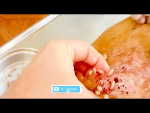 Removing Monster Mango worms From Helpless Dog! Animal Rescue Video 2022 #43