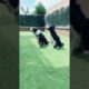 Funny Dogs of TikTok Compilation 🥺🥰 Cutest Puppies 🥰🥰🥰🥰