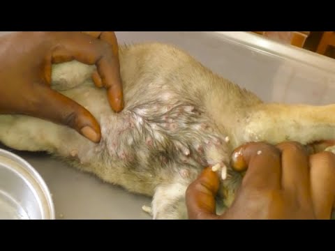 Removing Monster Mango worms From Helpless Dog! Animal Rescue Video 2022 #41