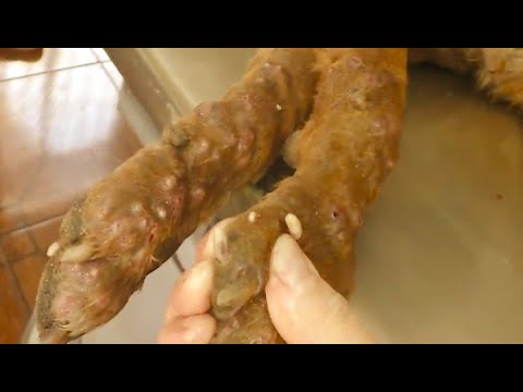 Removing Monster Mango worms From Helpless Dog! Animal Rescue Video 2022 #44