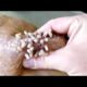 Removing Monster Mango worms From Helpless Dog! Animal Rescue Video 2022 #46