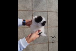 funniest and cutest puppies videos. shorts. puppy.